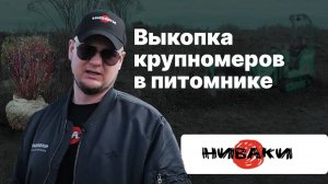 Выкопка крупномеров | Питомник Ниваки