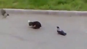 Коты дерутся вороны помогают