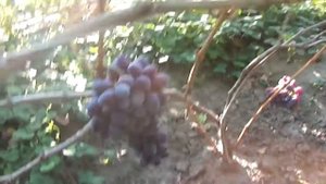 Виноград Красотка