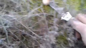 Синеножки.  Холодина больше не пойду.  Крым  - 6 декабря 2020 года.