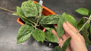 Хотя рангсан( Hoya Rangsan)! Никогда не остынет моя любовь к сплошным сортам хойи!