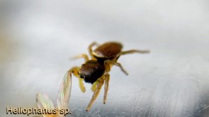 Паук скакунчик Heliophanus sp