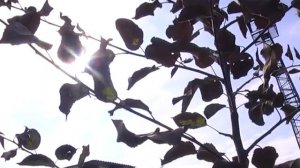 Саженцы с открытой корневой системой