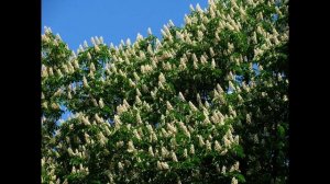 Киевский вальс: Знову цвітуть каштани