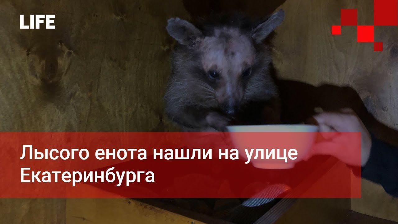 Лысого енота нашли на улице Екатеринбурга