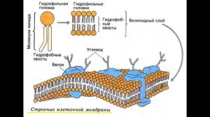 Клеточная мембрана