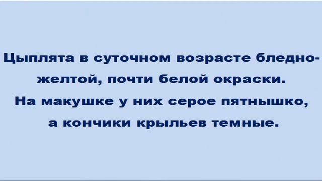 (МАСТЕР ГРЕЙ)характиристика кур смотреть онлайн