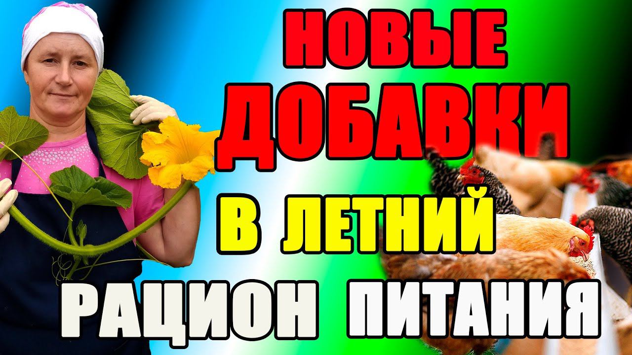 Новые ДОБАВКИ в кормление кур несушек.