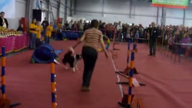 Бордер колли Ingardia MayDay на Аджилити-2 фальшстарт смотреть онлайн