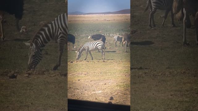 From our car window, wildlife coexist in harmony #zebra #ostrich #giraffe #amboseli #wildlife #keny