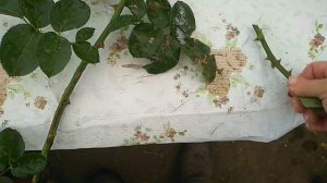 Черенкование роз в стаканчиках.