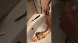 Удаление визиги из осетра