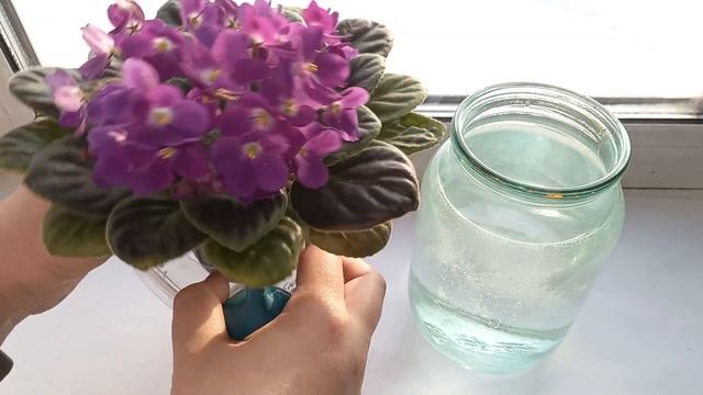 Пол ложки этого удобрения и фиалки всегда будут шапочно цвести но главное когда правильно вносить