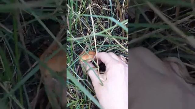 Маслята.Подмосковье.Suillus granulatus.