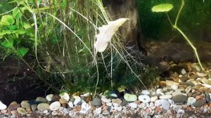 Креветки Блю Дрим в аквариуме.? Blue Dream shrimps in the aquarium