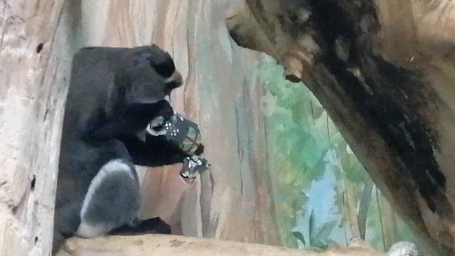 Мартышка Бразза и конфеты. 6.01.2024 смотреть онлайн