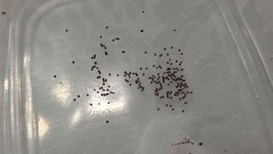 Этот цветок заменит вам петунию!