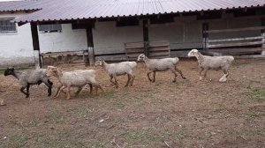 Годовалые курдючные баранчики на племя