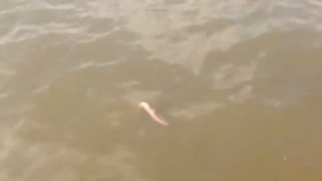 ШОК!!! МУТАНТЫ МОСКВА РЕКИ! смотреть онлайн