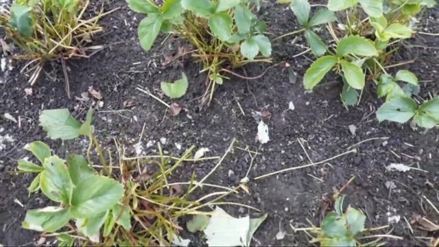 Уход за клубникой после сбора урожая.Кардинальная обрезка. смотреть онлайн