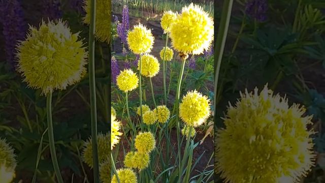 Шмели собирают мёд с чеснока смотреть онлайн