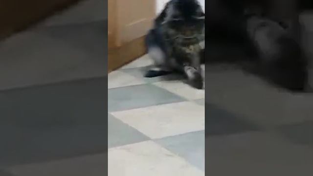 Как коты ловят мышей смотреть онлайн