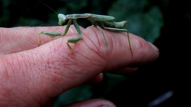 Инстинкт самосохранения. Богомол примиряется/The instinct of self-preservation. Mantis to reconcile
