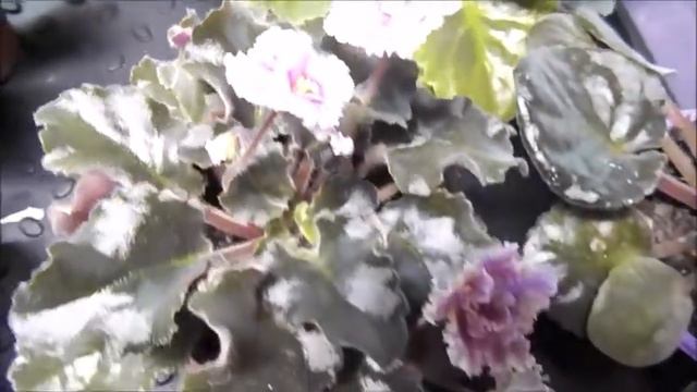 Цветущие фиалки смотреть онлайн