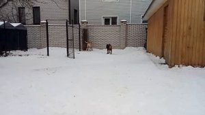 Мои бульмастифы