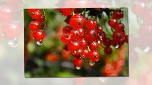 Сибирские лесные ягоды