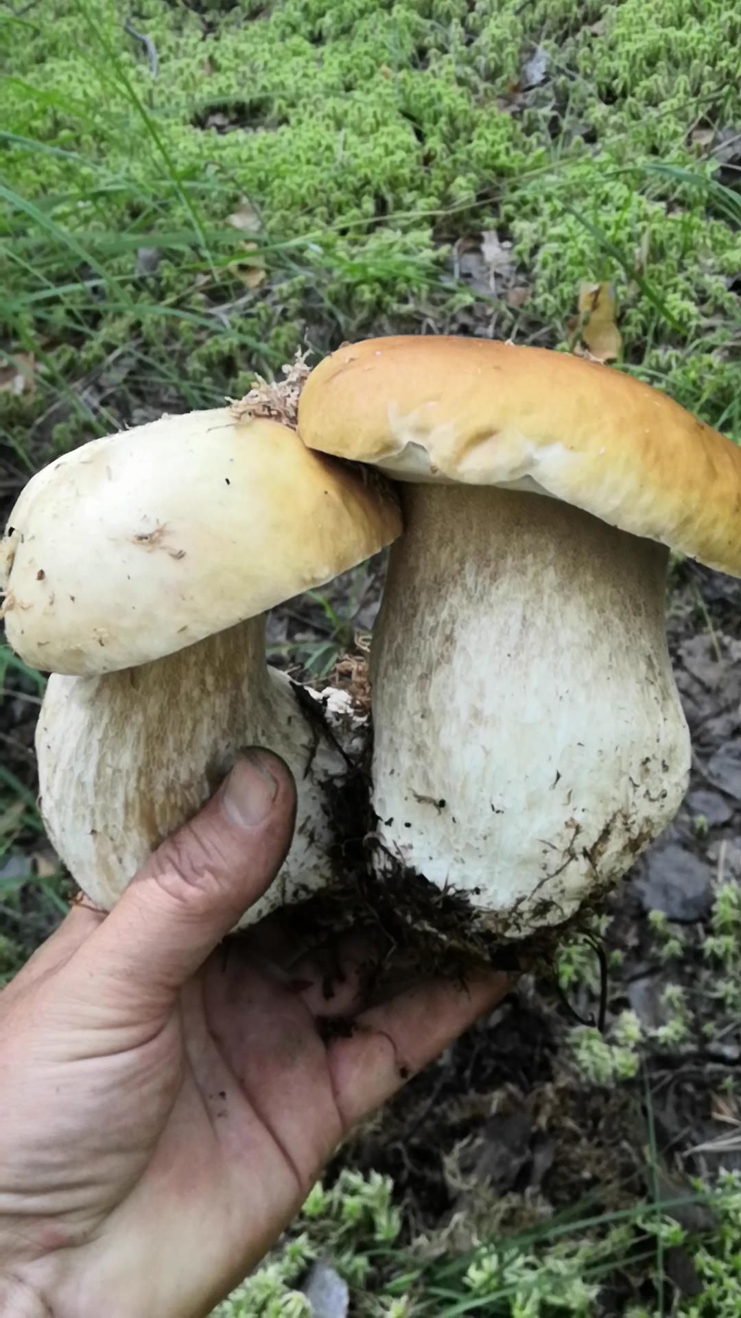 Толстые белые грибы смотреть онлайн