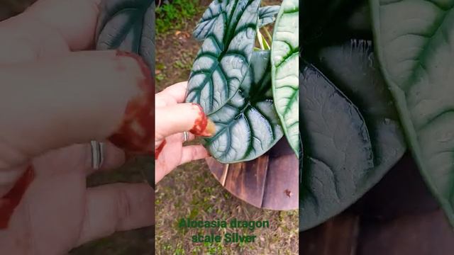 Alocasia Silver Dragon Scale