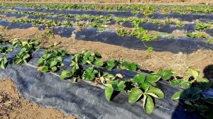 моя схема обработок клубники весной! проверенная временем.