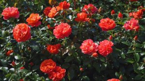 4K - Theodor Fontane Rose - Tantau