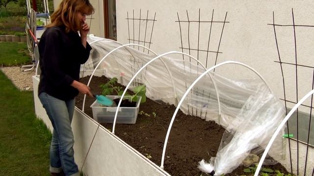 Высадка рассады в парник на теплой грядке смотреть онлайн