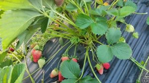 30.05.22 Обзор сортов клубники. Кабрилло, Ами, Квики, Мурано...