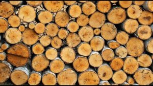 Свойства березовой древесины для бани/ Древесина в бане/ Parilochka.com