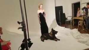 Немецкая овчарка рабочего разведения на гламурной фотосессии