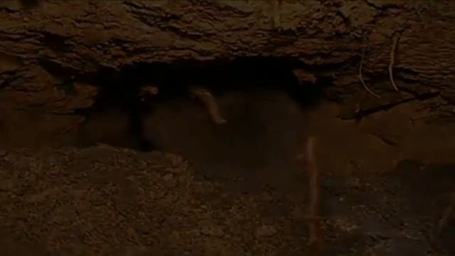 Как поймать вредителя слепыша. SMart1961 смотреть онлайн