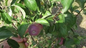 Дача. Яблоньки: "Спартан", "Каштель" , "Банановое", "Белорусское сладкое", "Хани Хрисп". 17.08.2022