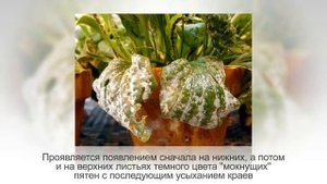 Самые распространенные БОЛЕЗНИ комнатных растений