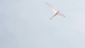 Kitefestival Cervia/Italy 2009