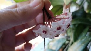 Хойя карноза.Восковой плющ. Стоит ли держать дома.