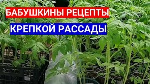 ПОЧЕМУ РАССАДА ТОМАТОВ  РОСЛА У БАБУШЕК САМА - СЕКРЕТЫ КРЕПКОЙ РАССАДЫ
