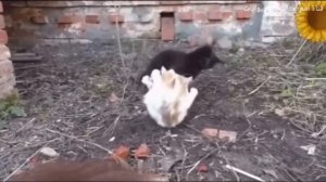 Бой котов. драка котов. ММА котов. коты бои без правил. Уличные драки с кошками видео 2021