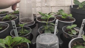 осеннее черенкование гортензий френч болеро, сбежавшая невеста, самарская лидия