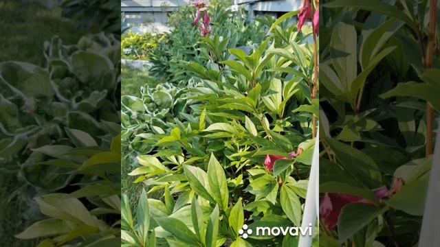 Дача в Германии! ЛЕТО НА ДАЧЕ, КАКОЕ ОНО ?? ДАЧА В ГЕРМАНИИ 2021 смотреть онлайн