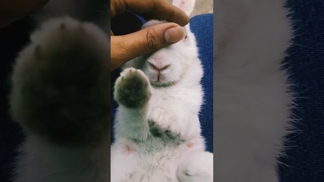 cute baby ??#shortsfeed #tiktok #shorts #cute #baby смотреть онлайн