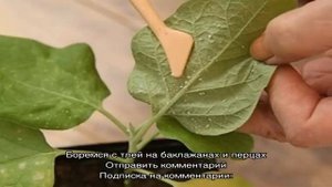Почему на рассаде баклажанов тля и как с ней бороться