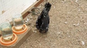 Декоративные куры - прекрасный антистресс